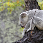 Koala, Magnetic Island