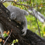 Koala, Magnetic Island