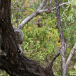 Koala, Magnetic Island