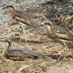 Œdicnème bridé, Magnetic Island