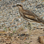 Œdicnème bridé, Magnetic Island