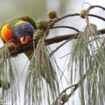 Loriquet à tête bleue, Magnetic Island