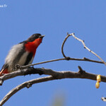 Mistletoebird, Dicée hirondelle, Magnetic Island