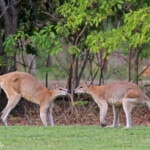 Wallaby agile, intimidation