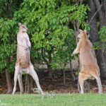 Wallaby agile, prêts au combat