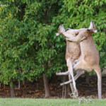 Wallaby agile, combat