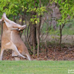 Wallaby agile, combat !
