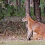 Wallaby agile