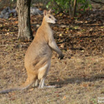 Wallaby agile