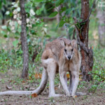 Wallaby agile, je me sens surveillée ...