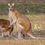 Wallaby agile, petite famille