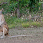 Wallaby agile