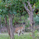Wallaby agile dans un verger