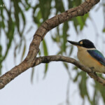Martin chasseur forestier, forest kingfisher