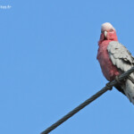 Galah, cacatoès rosalbin, Magnetic Island