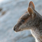 Pétrogale allié, allied rock wallaby