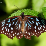 Blue tiger butterfly, Magnetic Islland