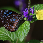 Blue tiger butterfly, Magnetic Islland