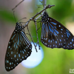 Blue tiger butterfly, Magnetic Islland
