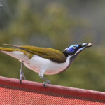 Méliphage à oreillons bleus, Blue-faced Honeyeater