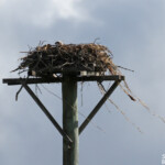 Balbuzard d'Australie, Mooloolaba