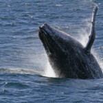 Mégaptère, mooloolaba