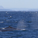 Mégaptère, mooloolaba