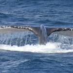 Mégaptère, mooloolaba