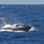 Mégaptère, mooloolaba