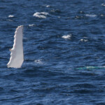 Mégaptère, mooloolaba