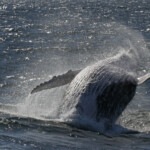 Mégaptère, mooloolaba