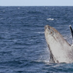 Mégaptère, mooloolaba