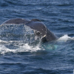 Mégaptère, mooloolaba