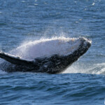 Mégaptère, mooloolaba