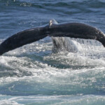 Mégaptère, mooloolaba