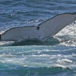 Mégaptère, mooloolaba