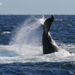 Mégaptère, mooloolaba