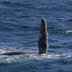 Mégaptère, mooloolaba