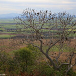Paysage depuis le Mt Inkerman