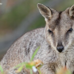 Allied rock wallaby, Pétrogale allié