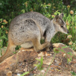 Allied rock wallaby, Pétrogale allié