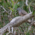 Géopelie placide, Peaceful dove