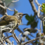 Brown honeyeater, Meliphage brunâtre, Noosa