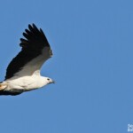 White-bellied Sea-Eagle, Pygargue glabre, Noosa
