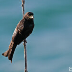 Spangled Drongo, Drongo pailleté, Noosa