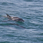 Indo-pacific bottlenose dolphin, Tursiops aduncus, Noosa