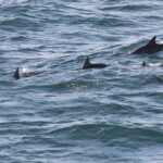Indo-pacific bottlenose dolphin, Tursiops aduncus, Noosa