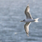 Sterne huppée, Noosa