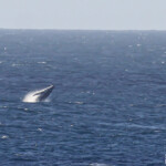 Baleine à bosse au large de Noosa