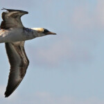 Australasian gannet, Fou austral, Noosa